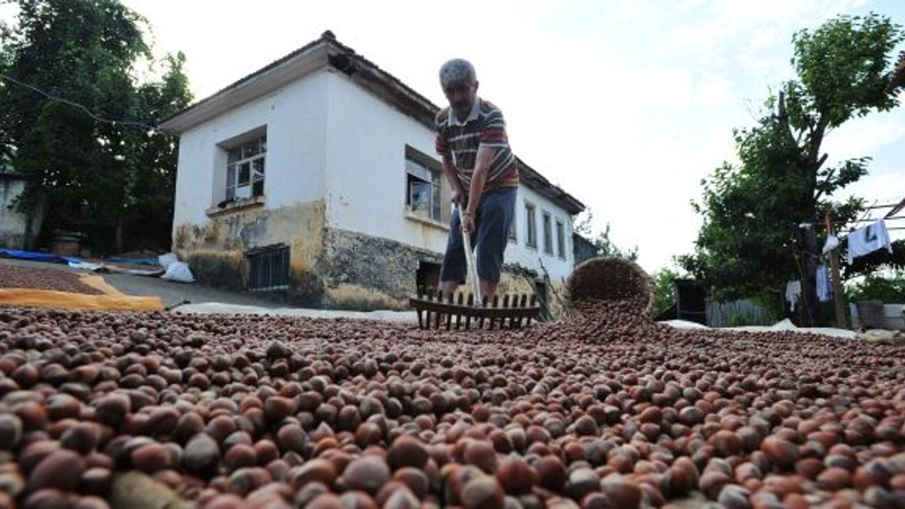 DOĞU KARADENİZ İLLERİ FINDIKTAN KAZANIYOR