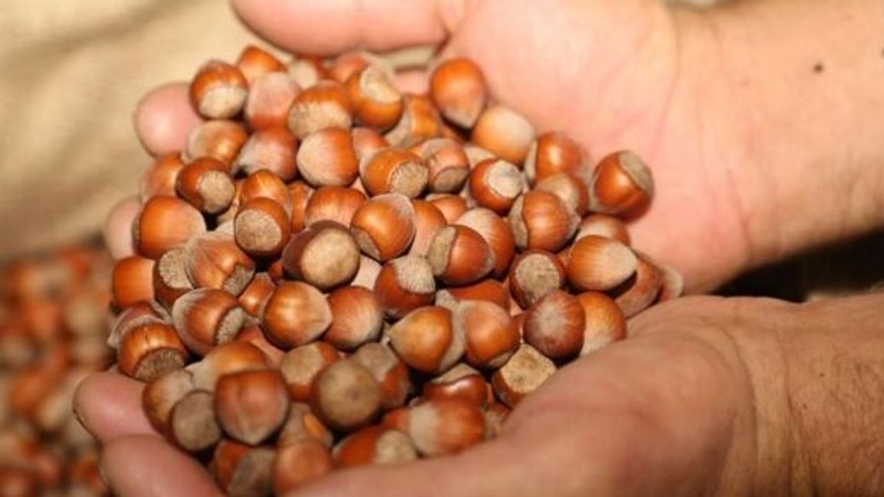 TÜRKİYE FINDIK İHRACATINDA BAKIN NE KADAR GELİR SAĞLADI?