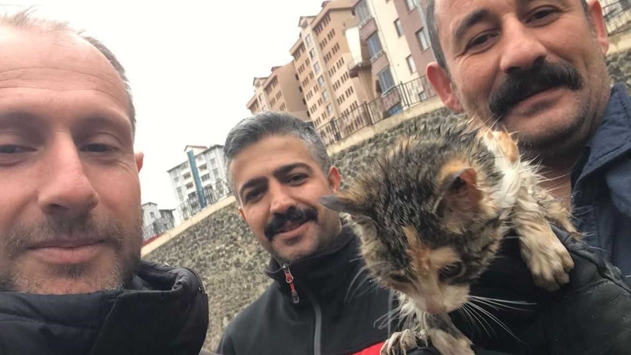 Harşit Çayı’na düşen yavru kediyi itfaiye ekipleri kurtardı