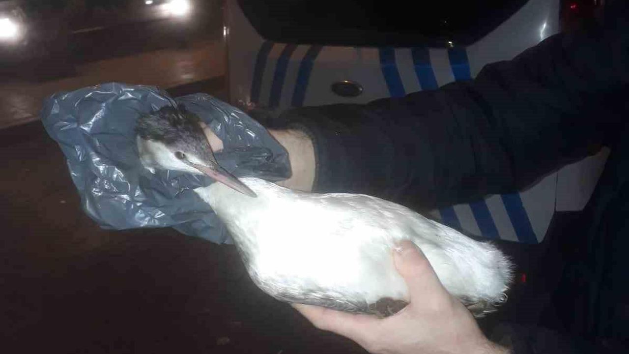 Yaralı karabatak kuşuna polis şefkati