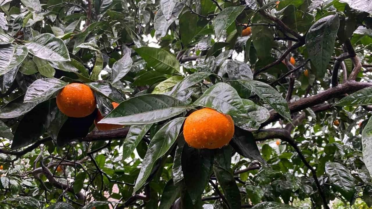 Artvin’in Kemalpaşa ilçesinde üretilen mandalinalar lezzeti ve iriliği ile dikkat çekiyor