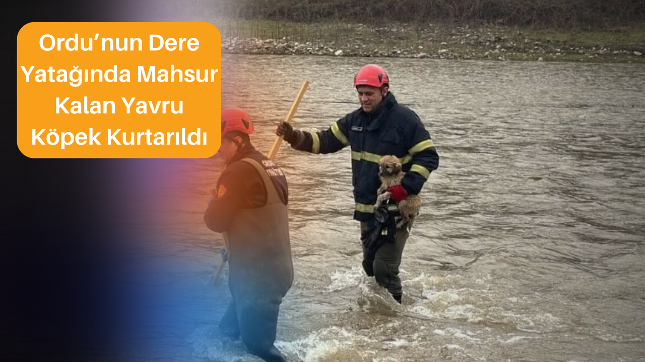 Ordu’nun Dere Yatağında Mahsur Kalan Yavru Köpek Kurtarıldı