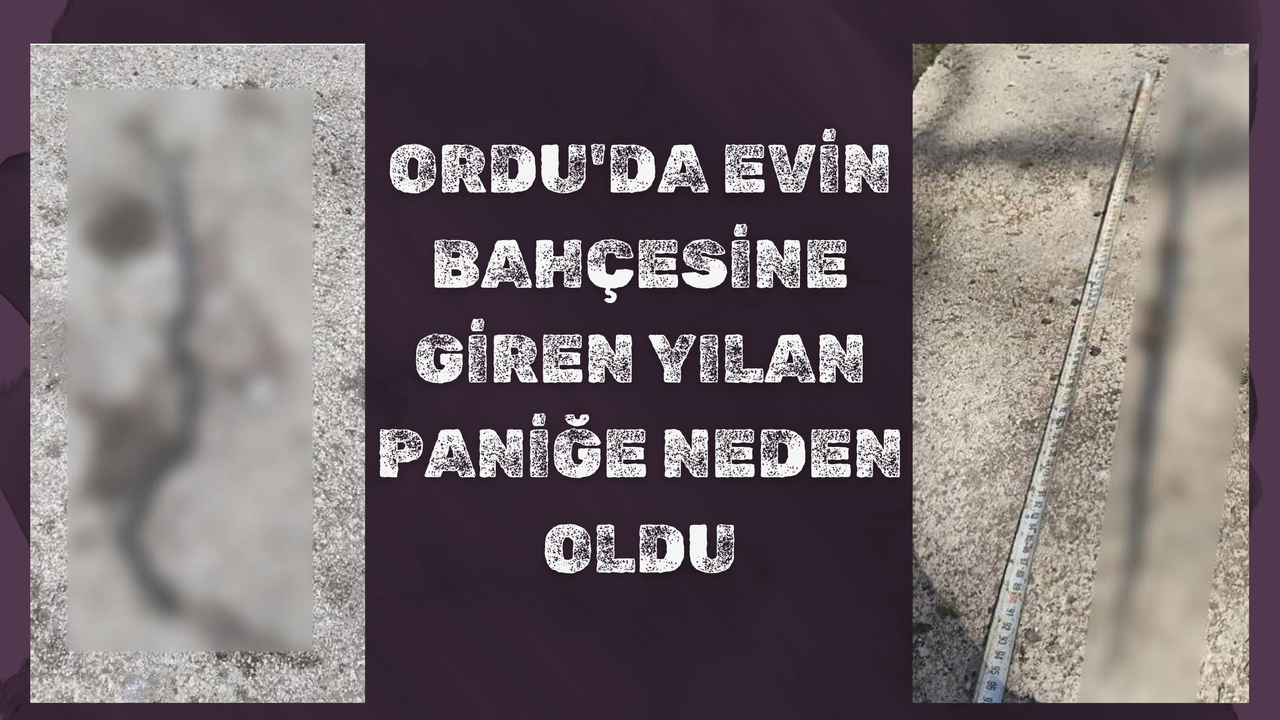 Ordu'da Evin Bahçesine Giren Yılan Paniğe Neden Oldu