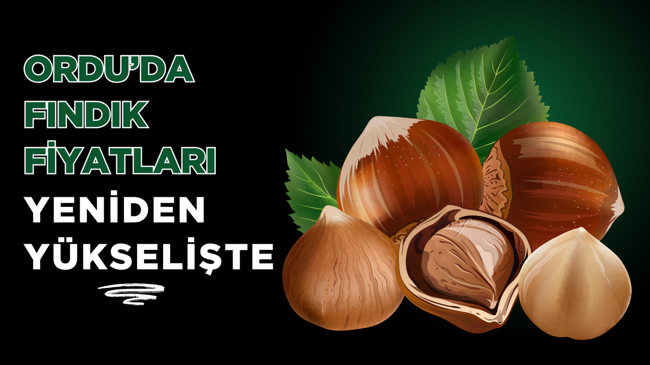 Ordu’da Fındık Fiyatları Yeniden Yükselişte
