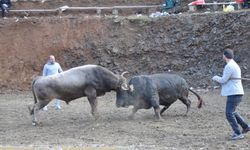 BOĞA GÜREŞLERİ FESTİVALİ SONA ERDİ