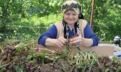 ORDU'DA FINDIK ÜRETİCİLERİNE EK GELİR İÇİN