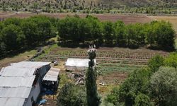 30 YILDIR BAHÇESİNDEKİ AĞAÇLARDA BULUNAN LEYLEK YUVALARININ BAKIMINI YAPIYOR!