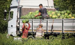 KARPUZDA 100 BİN TON REKOLTE BEKLENİYOR