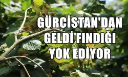 GÜRCİSTAN'DAN GELDİ FINDIĞI YOK EDİYOR!