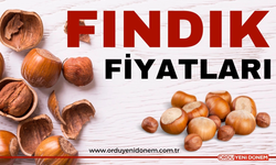 23 Ekim Fındık Fiyatları | Bugün Fındık Fiyatı