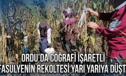 ORDU'DA COĞRAFİ İŞARETLİ FASULYENİN REKOLTESİ YARI YARIYA DÜŞTÜ!