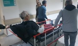 Karabük'te koyun otlatırken ayı saldırısına uğrayan 2 kişi yaralandı