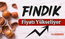 Ordu'da Fındık Kaç Lira? 22 Kasım 2023 Fındık Fiyatları