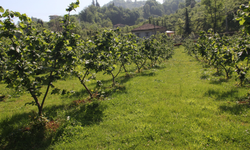 Ordu'da Fındık Bahçesinde Kalp Krizi Vakası! Kalbi Dayanmadı!