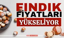 13 Kasım Fındık Fiyatı! Ordu'da, Giresun'da Fındık Kaç Lira?