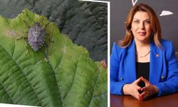 CHP Giresun Milletvekili Fındık Üreticisine İlaç Desteği İstedi