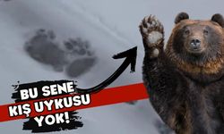 Ordu'da ayılar devriye geziyor!