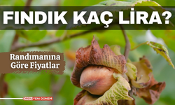 Fındık bugün kaç lira! İşte 2 Aralık 2023 randımanına göre fındık fiyatları