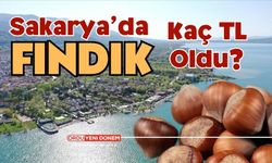 16 Aralık 2023 Sakarya Fındık Fiyatları! Sakarya'da fındık kaç lira?