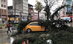 Fırtına Feci Geldi! Ağaçlar Taksileri Böyle Ezdi!