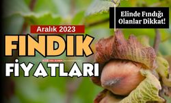 Ordu'da bugün fındık kaç lira? 13 Aralık 2023 Çarşamba fındık fiyatları