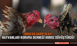 Ordu'da garip olay! Hayvanları koruma derneği horoz dövüştürdü!