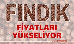 Ordu, Giresun, Düzce, Sakarya il il fındık fiyatları 26 Ocak 2024 Cuma