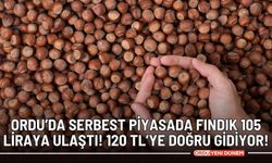 Ordu’da serbest piyasada fındık 105 liraya ulaştı! 120 TL'ye doğru gidiyor!