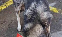 Bolu Dağı’nda yiyecek arayan köpek kafasını tenekeye sıkıştırdı