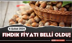 6 Şubat 2024 Fındık Fiyatı! il il fındık fiyatları