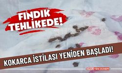 Havalar Isındı, Fındık Düşmanı Kahverengi Kokarca Hortladı!