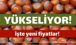 Fındığın Ateşi Yüksek! Fiyat Durdurulamıyor! İşte 11 Mart 2024 fındık fiyatı!