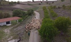 Amasya’da koyun sürülerinin yayla göçü erken başladı
