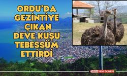 Ordu’da mahalle gezisine çıkan devekuşu tebessüm ettirdi