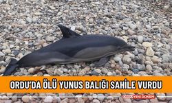 Ordu’da ölü yunus balığı sahile vurdu