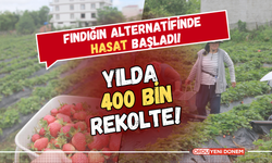 Fındığın alternatifinde hasat başladı! Yılda 400 Bin Rekolte!