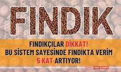 Fındıkçılar dikkat! Bu sistem sayesinde fındıkta verim 5 kat artıyor!