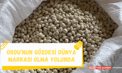 Ordu’nun Gözdesi Dünya Markası Olma Yolunda