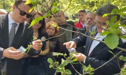 Sinop’ta 850 adet avcı böcek doğaya salındı