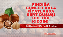 Fındığa Günler Kala Fiyatlarda Sert Düşüş! Üretici Kızgın! 30 Haziran 2024 fındık fiyatları!