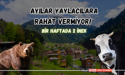 Ordu'da Ayılar Yaylacılara Rahat Vermiyor! Bir Haftada 2 İnek