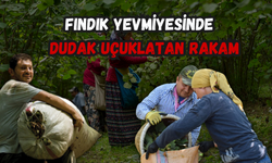 Ordu'da Fındık Yevmiyesinde Dudak Uçuklatan Rakam