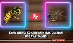 Kahverengi Kokarcanın Baş Düşmanı Doğaya Salındı