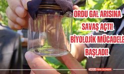 Ordu Gal Arısına savaş açtı! Biyolojik mücadele başladı!