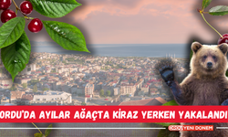 Ordu’da Ayılar Ağaçta Kiraz Yerken Yakalandı