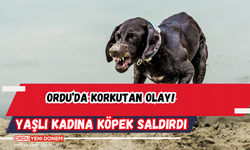 Ordu’da Korkutan Olay! Yaşlı Kadına Köpek Saldırdı