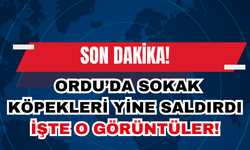 Son dakika! Ordu'da Sokak Köpekleri Yine Saldırdı! İşte o görüntüler!