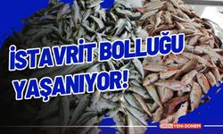 İstavrit Bolluğu Yaşanıyor!