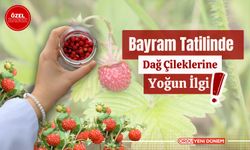 Bayram Tatilinde Dağ Çileklerine Yoğun İlgi