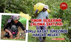 Karadeniz'in Altın Mevsimi Fındık Mevsimi!